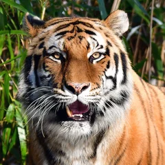 a tiger in the bronx zoo